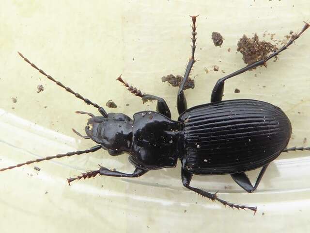 Image de Pterostichus (Pterostichus) cristatus (L. Dufour 1820)