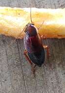 Image of Pennsylvania Wood Cockroach