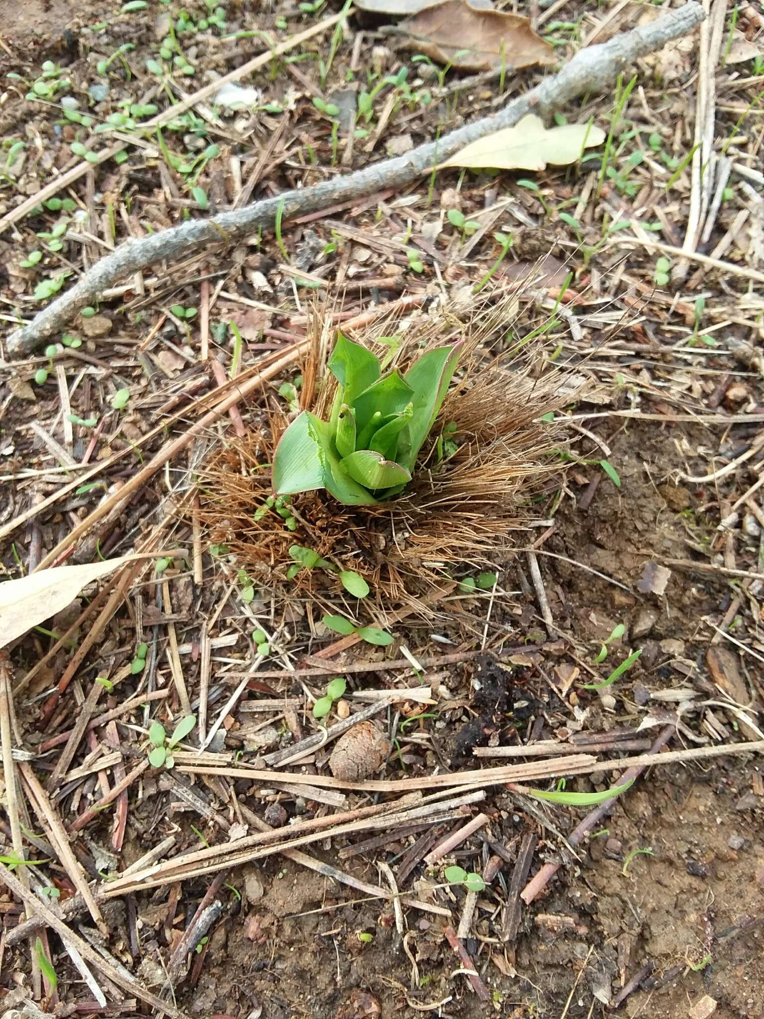 Image de Chlorogalum pomeridianum subsp. pomeridianum