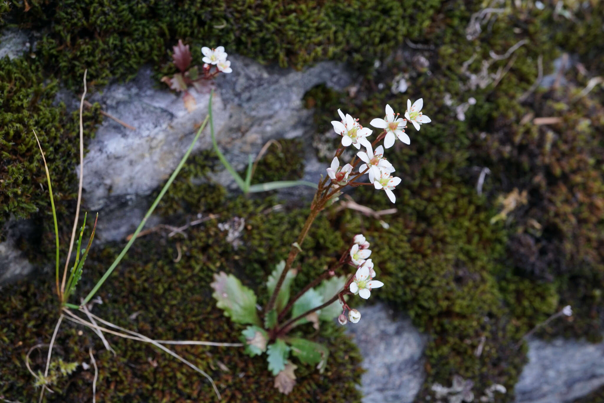 Image of Howell's Pseudosaxifrage