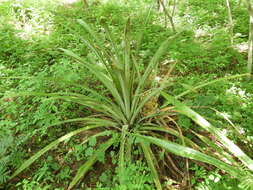 Image of Bromelia hemisphaerica Lam.