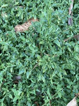 Plancia ëd Chenopodium nutans subsp. nutans