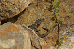 Image of Van Dam's Girdled Lizard