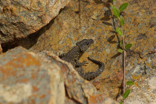 Image of Van Dam's Girdled Lizard