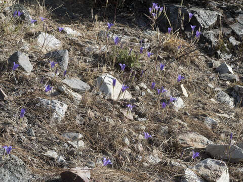 Sivun Brodiaea elegans subsp. elegans kuva