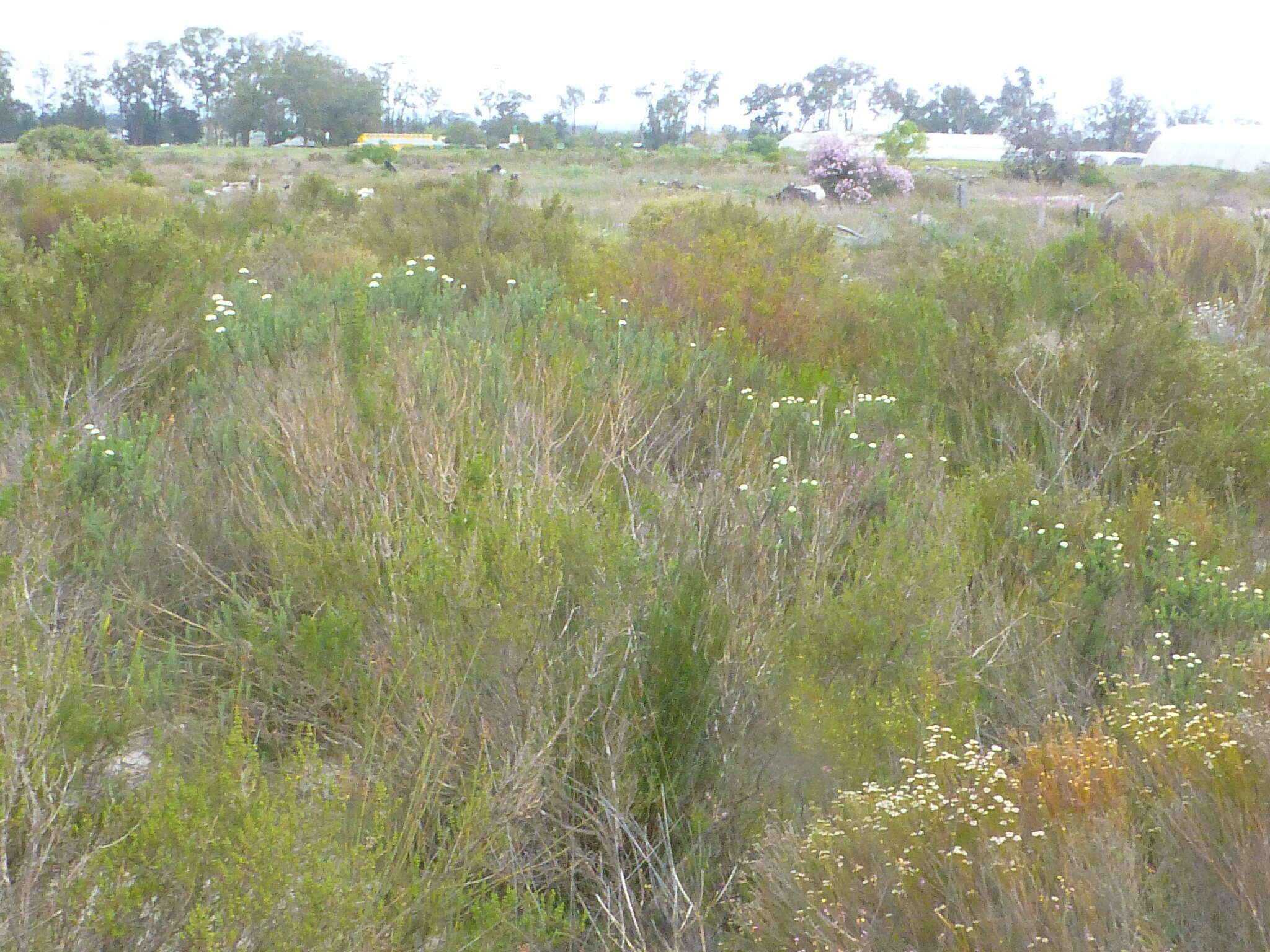Image of Shortleaf Blombush