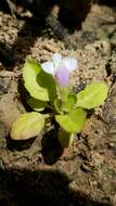 Image of Japanese mazus