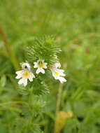 Imagem de Euphrasia officinalis L.