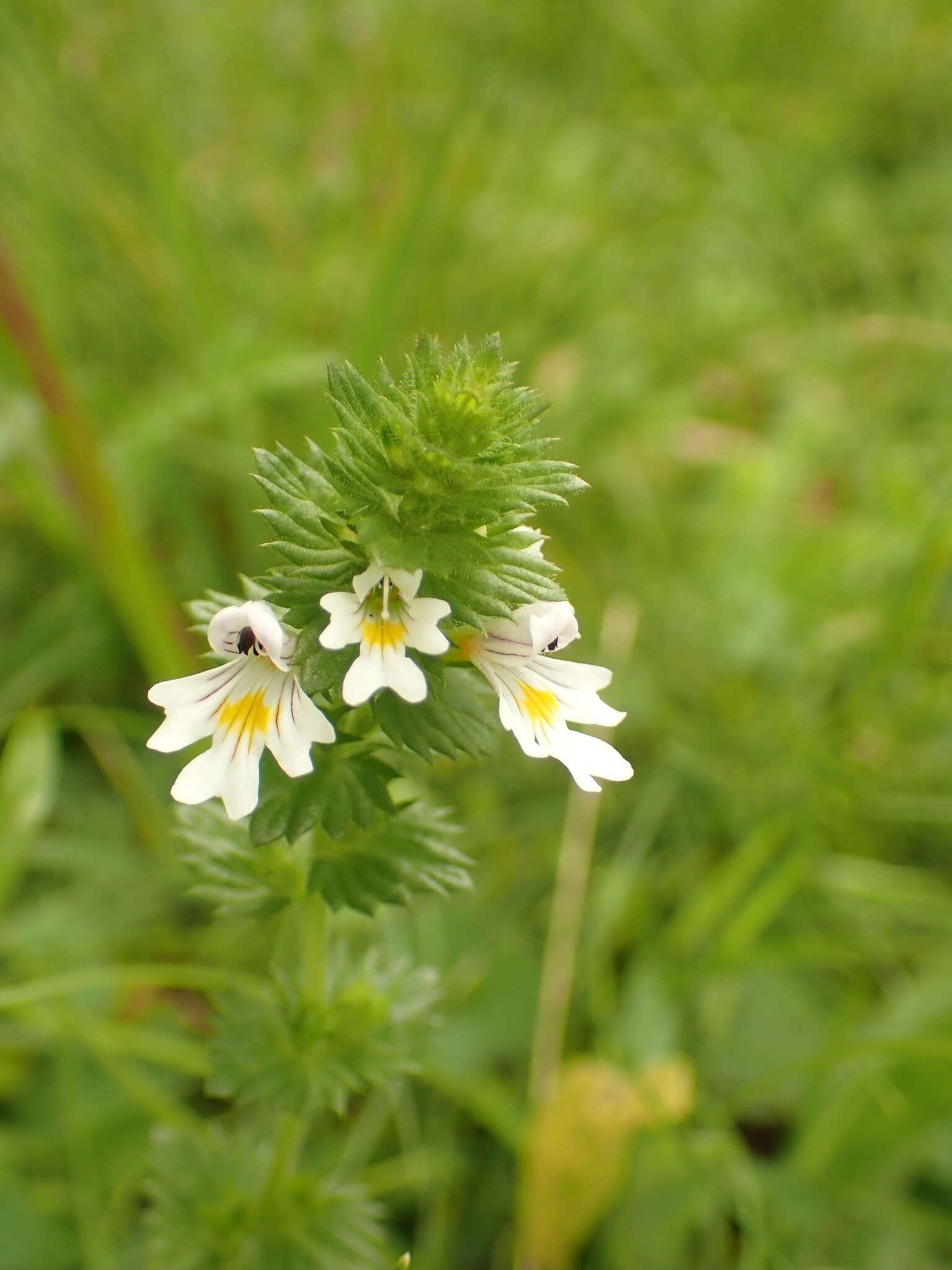 Image of Euphrasia officinalis L.