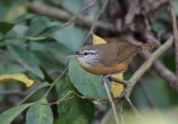 Image of Fawn-breasted Wren