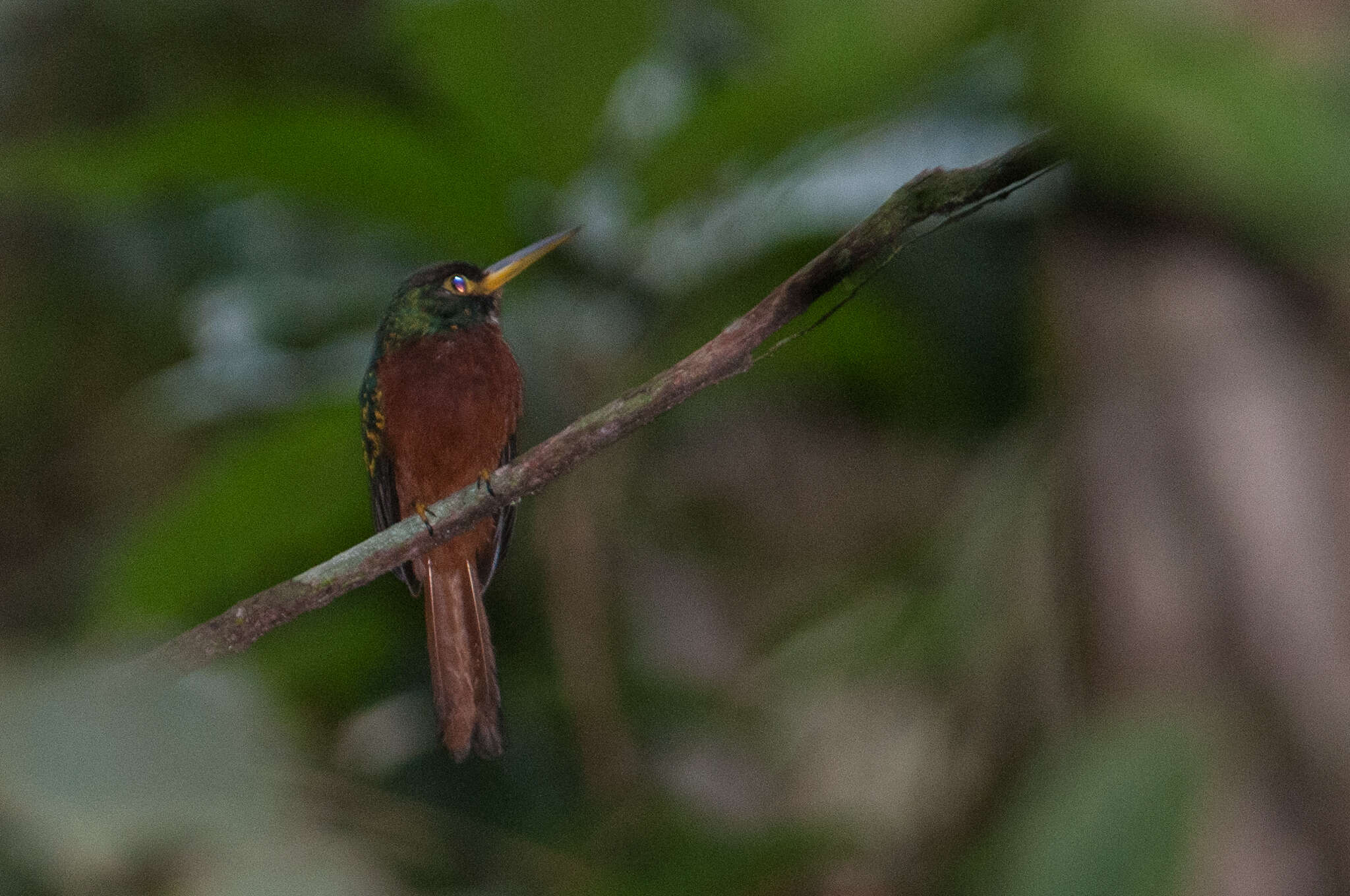 Image of Yellow-billed Jacamar