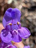 Image of Venus penstemon