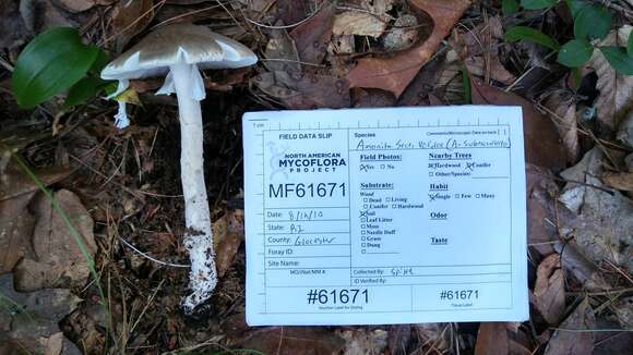 Image of Amanita submaculata Peck 1900