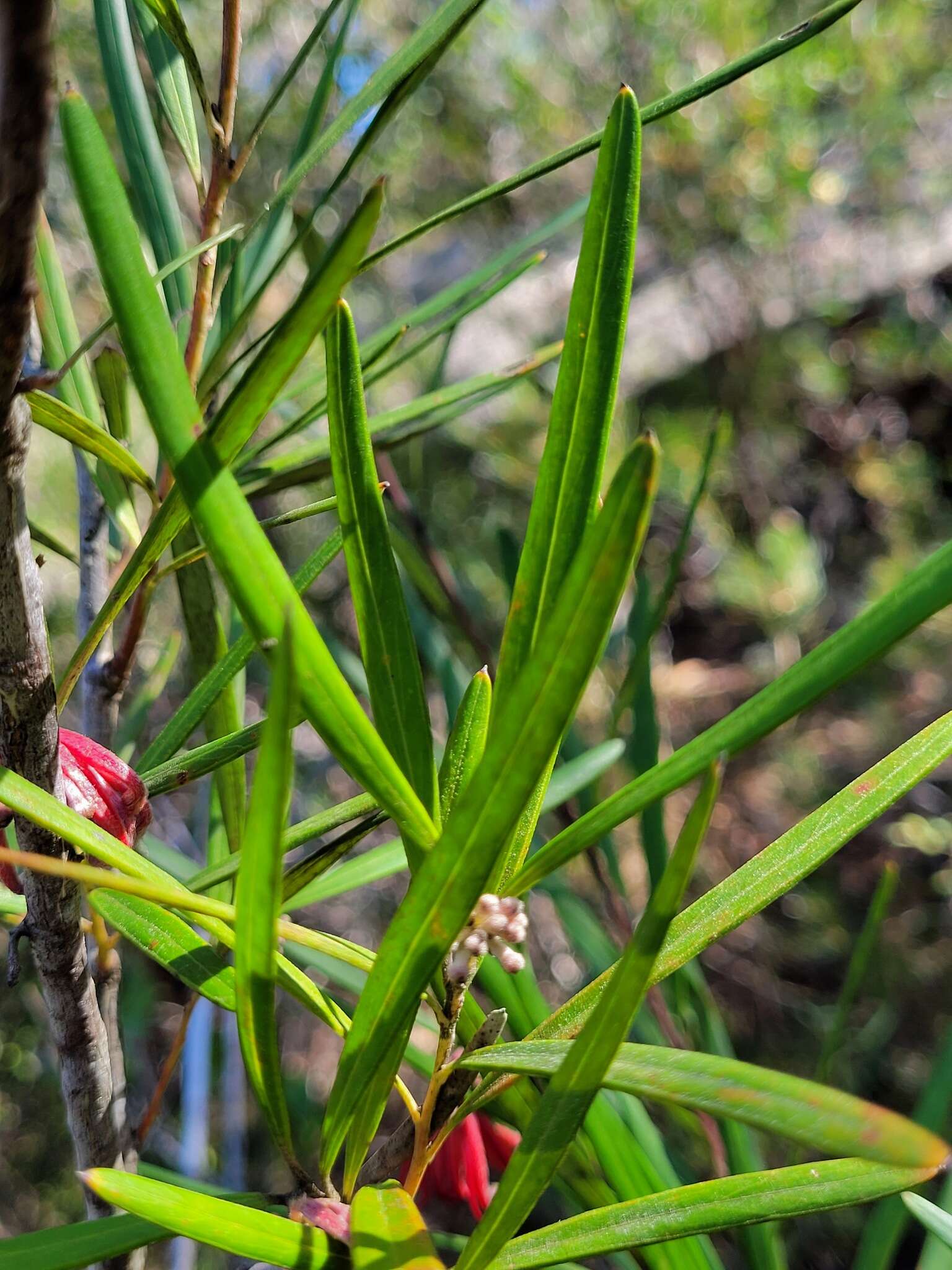 Imagem de Grevillea oleoides Sieber ex Schult.