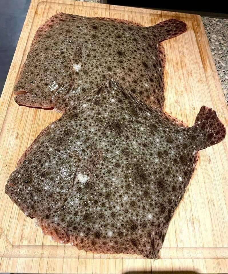 Image of turbots