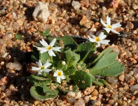 Image of Manulea silenoides E. Mey. ex Benth.