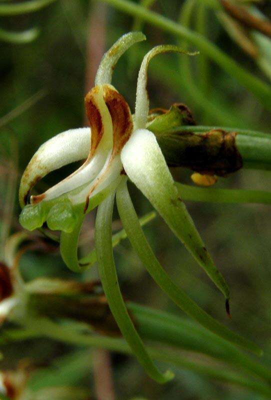 Image de Habenaria nyikana Rchb. fil.