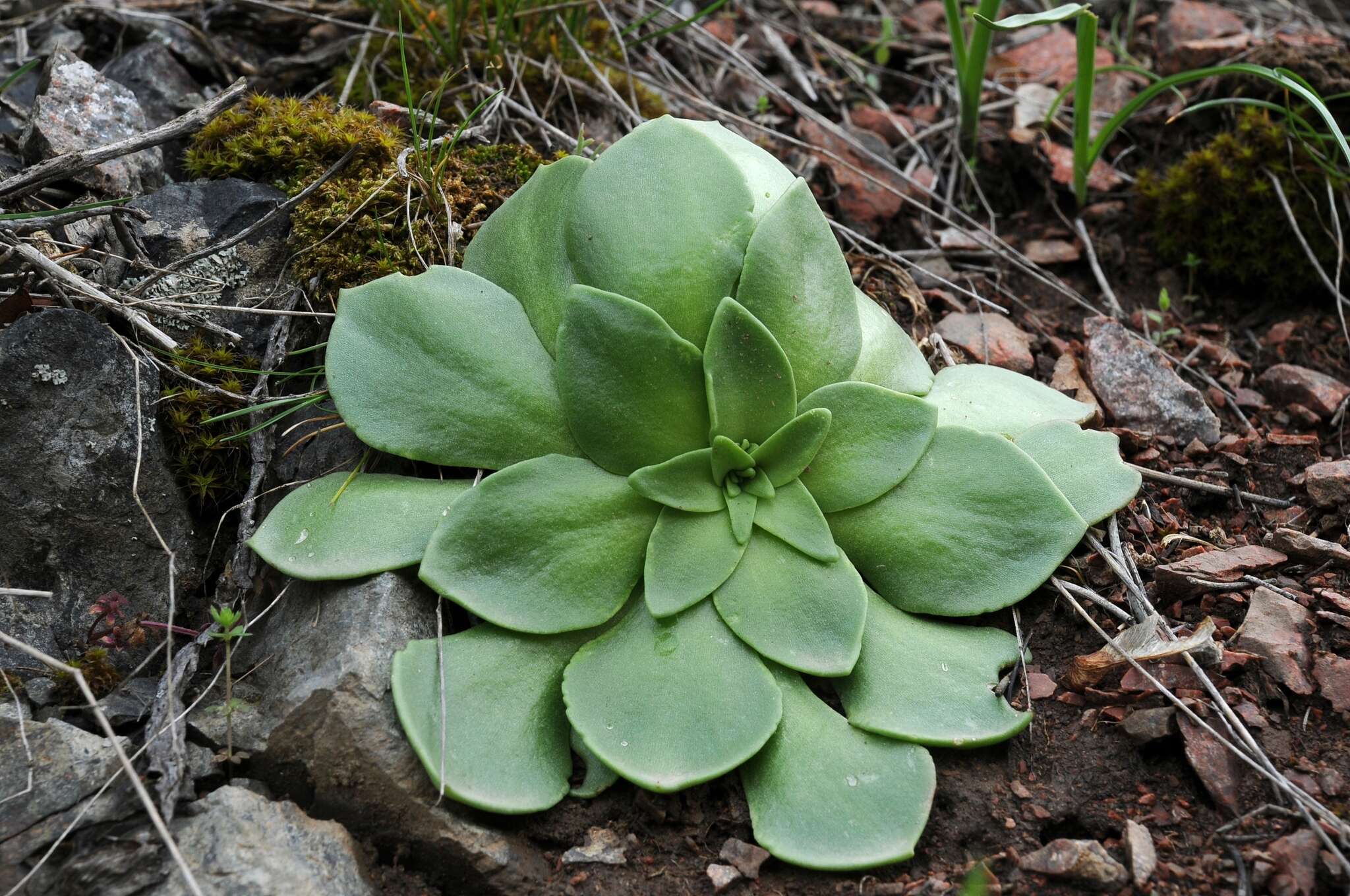 Rosularia glabra (Regel & C. Winkl.) Berger resmi