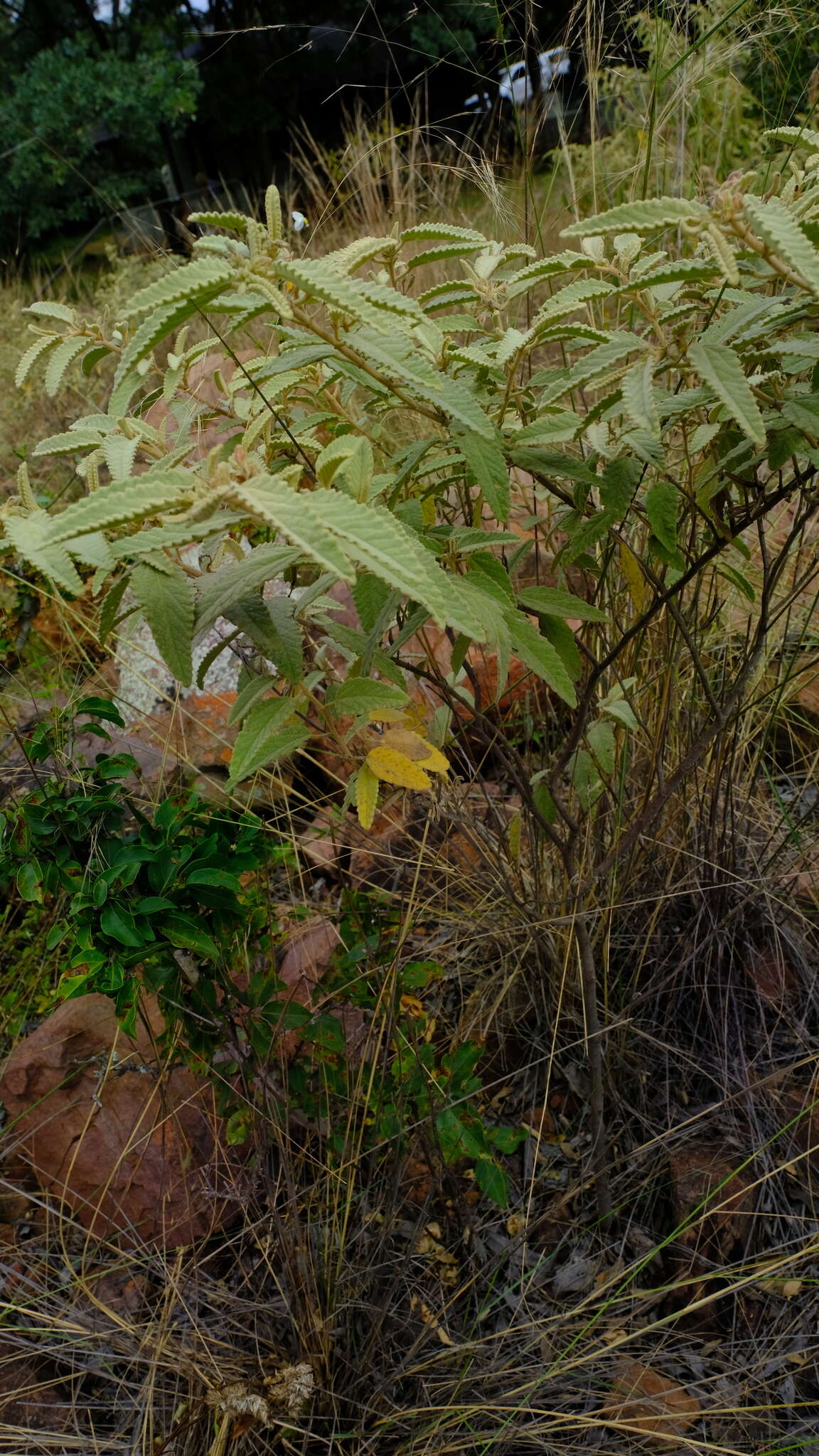 Image of Corchorus kirkii N. E. Br.