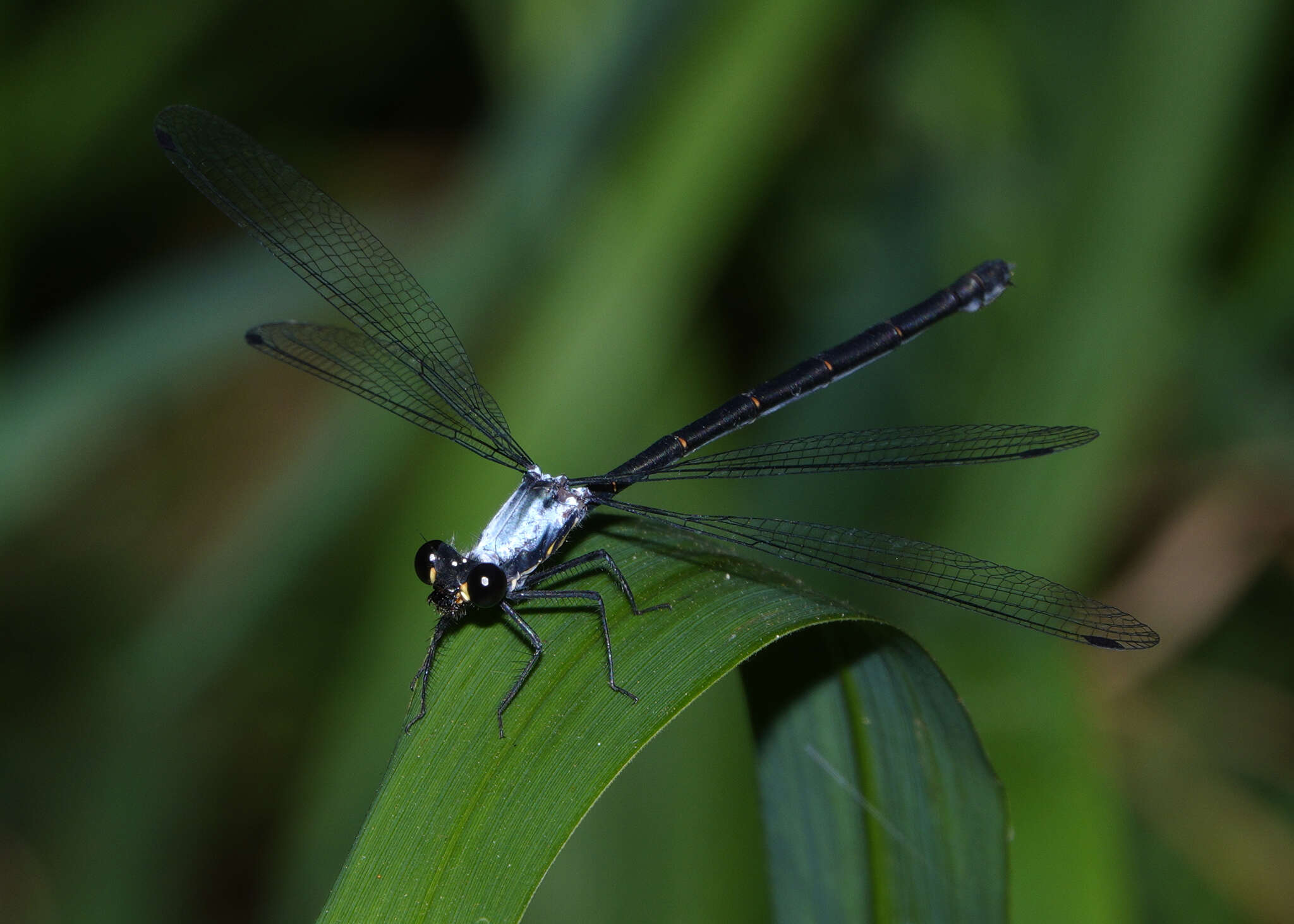 Image of azure flatwing