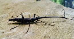 Image of Giraffe weevil