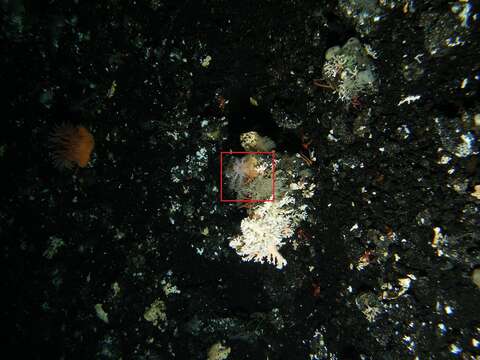 Image of scaled sea cucumber