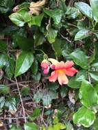 Image of Mexican blood-trumpet