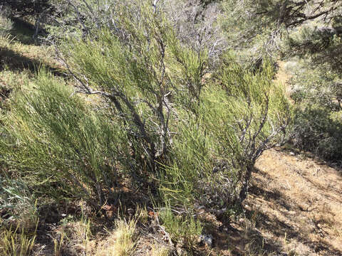 Image of Green Ephedra