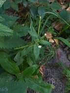 Imagem de Epilobium pseudorubescens A. K. Skvortsov