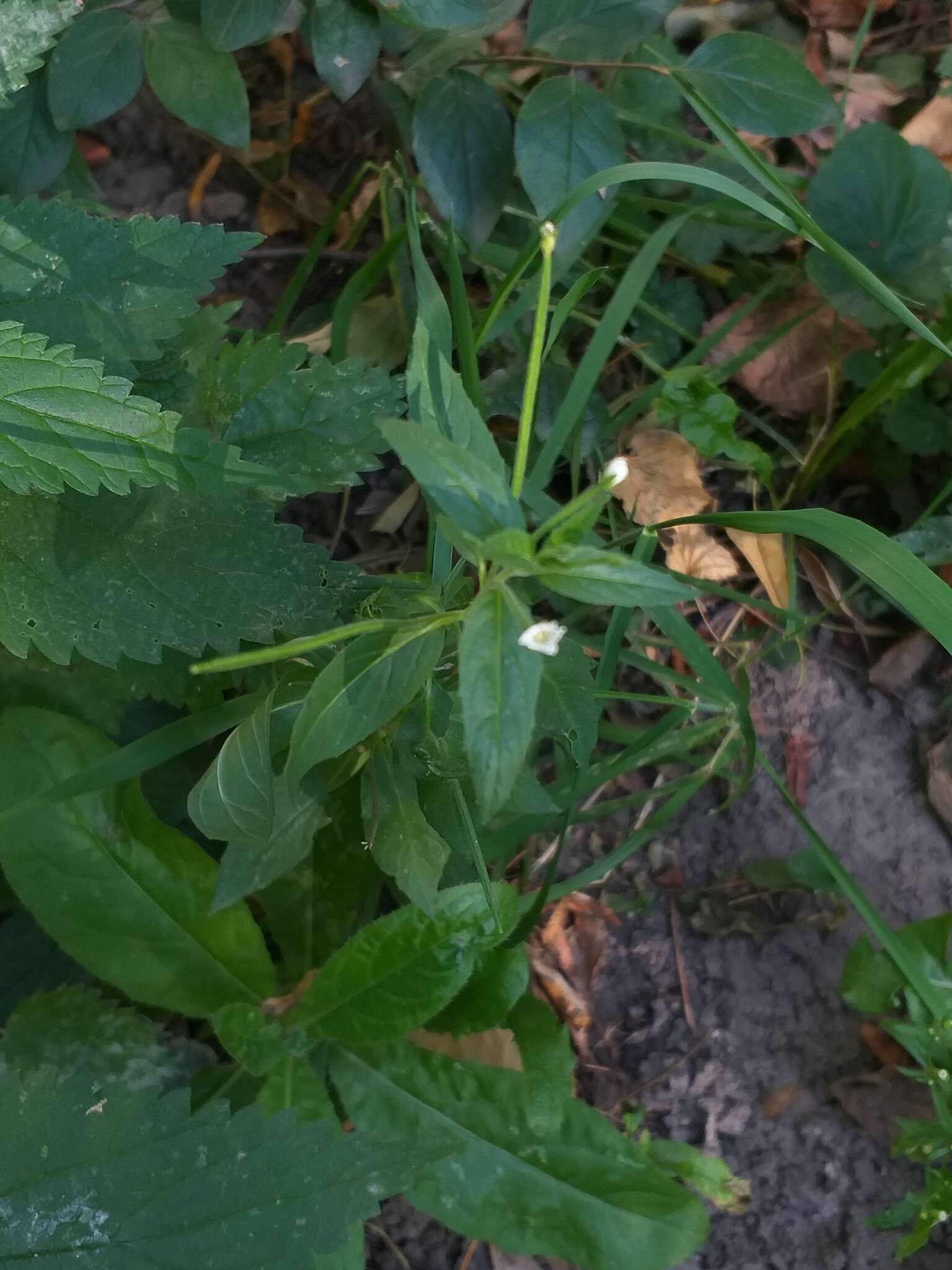 Imagem de Epilobium pseudorubescens A. K. Skvortsov