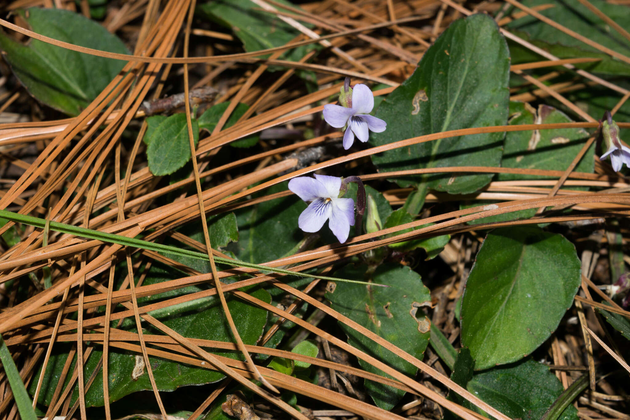 Image of Ponderosa violet