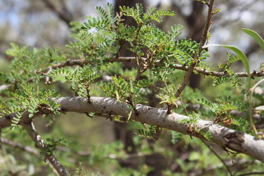 Plancia ëd Archidendropsis basaltica (F. Muell.) I. C. Nielsen