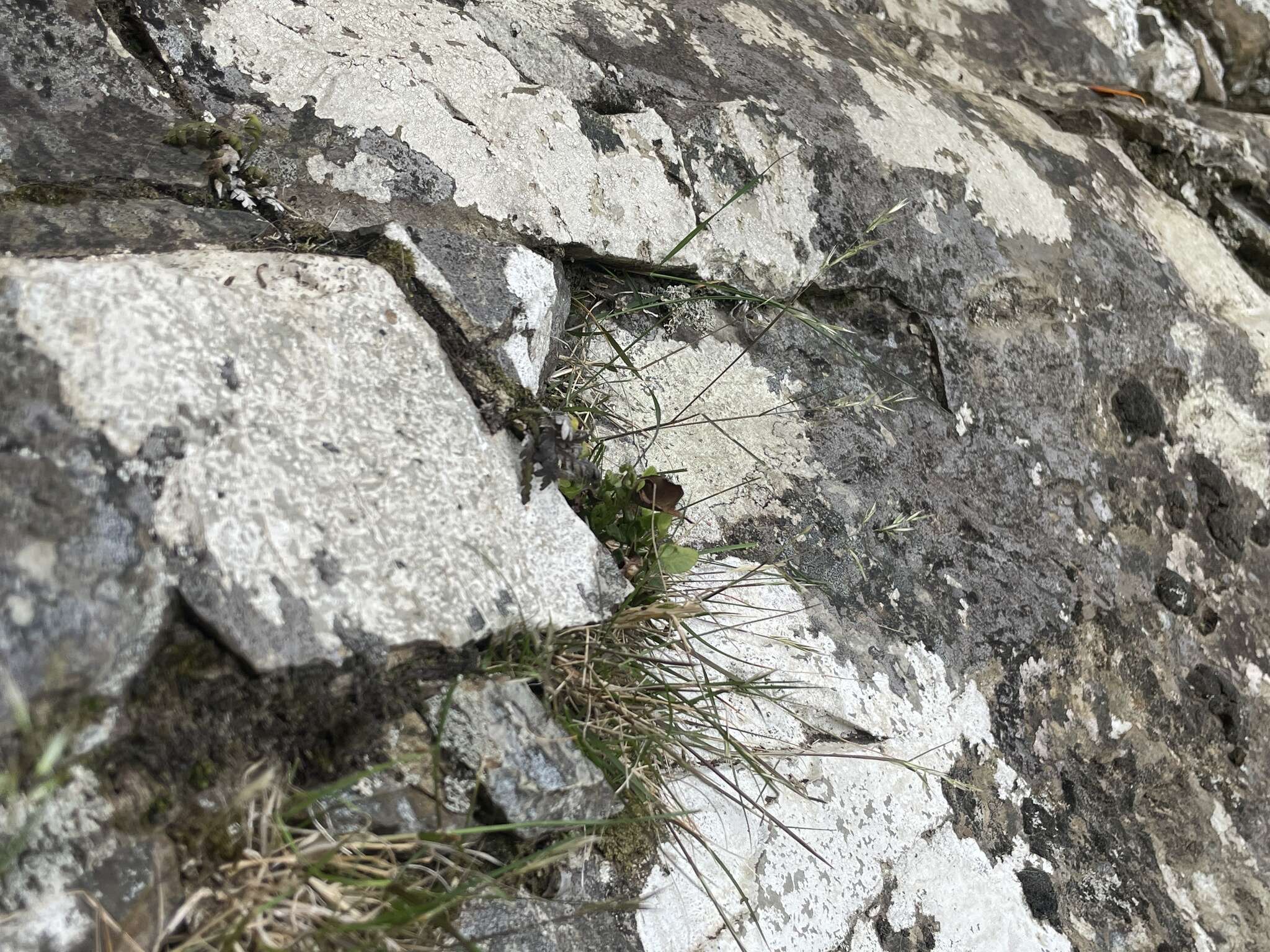 Plancia ëd Rytidosperma gracile (Hook. fil.) Connor & Edgar