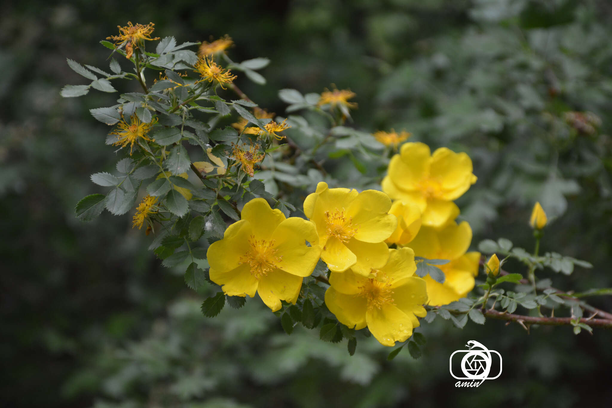 Image de Rosa foetida J. Herrm.