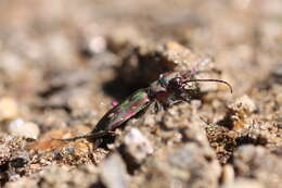 Image of Cicindela (Cicindela) maroccana Fabricius 1801