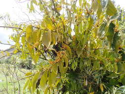 Image of Phoradendron nervosum Oliver