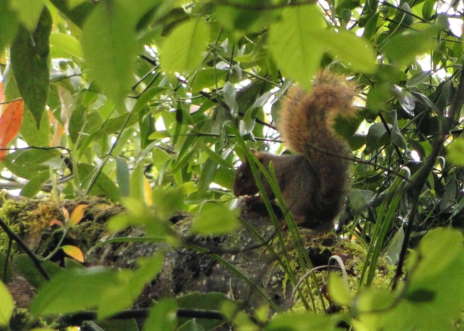 Image of Bolivian Squirrel