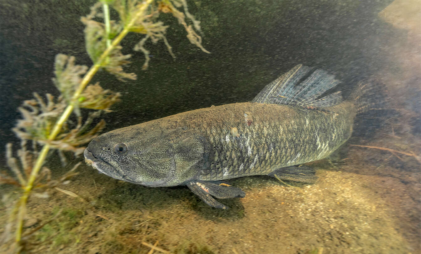 Hoplias argentinensis resmi