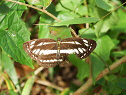 Image de Neptis hylas luculenta Fruhstorfer 1907