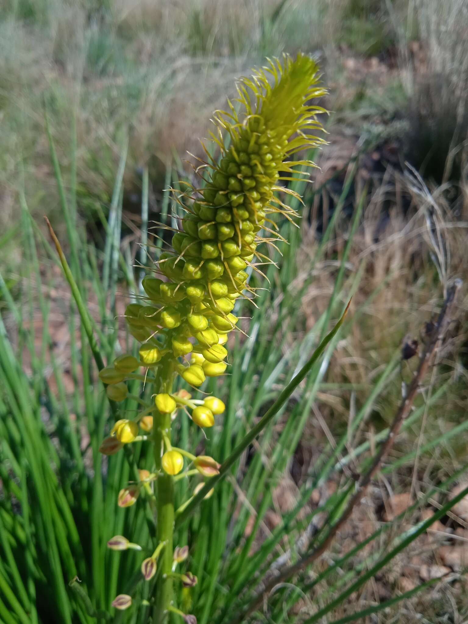 Image of Bulbine angustifolia Poelln.