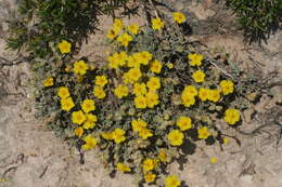 Helianthemum caput-felis Boiss. resmi