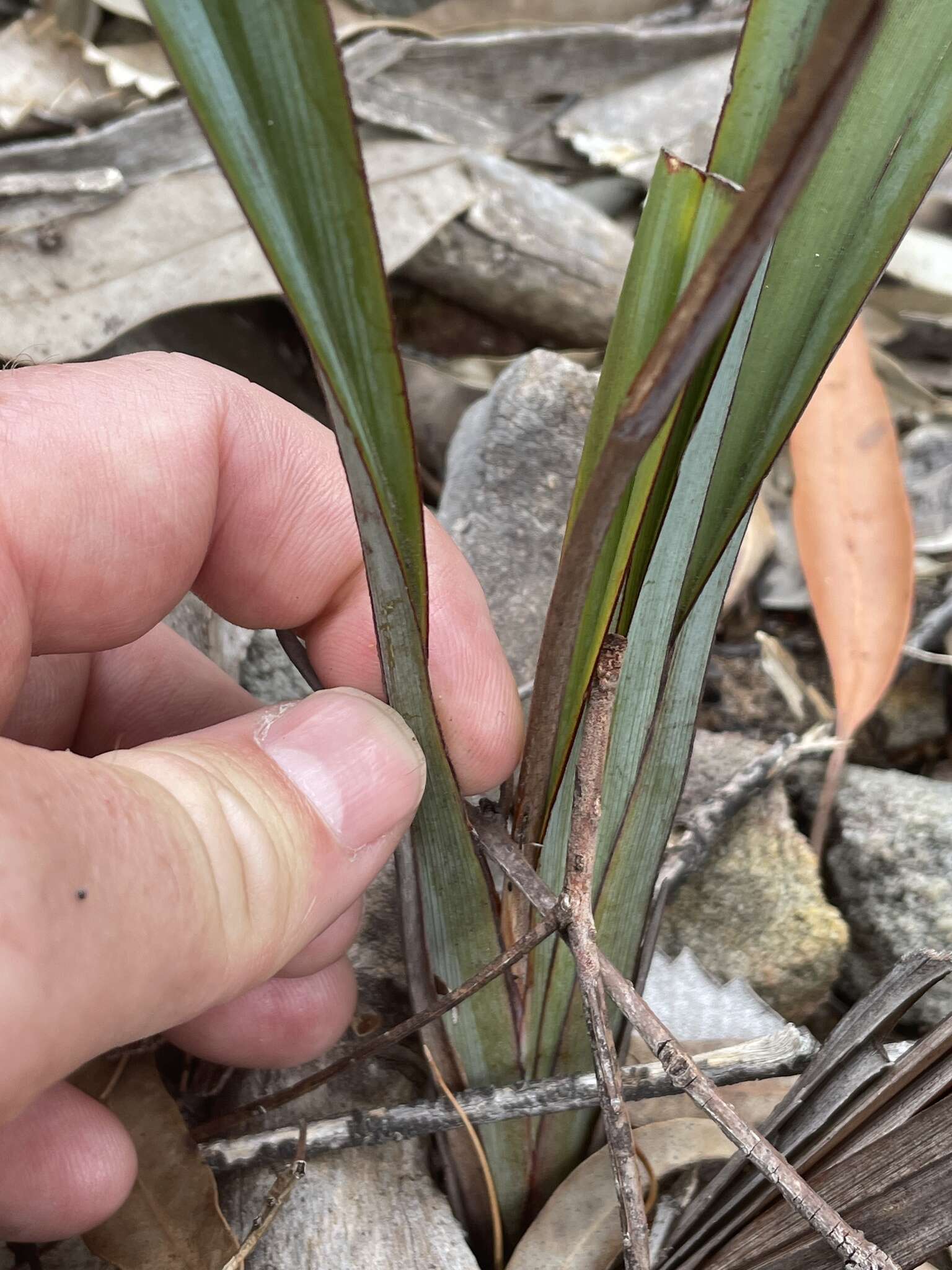 Image of Dianella prunina R. J. F. Hend.