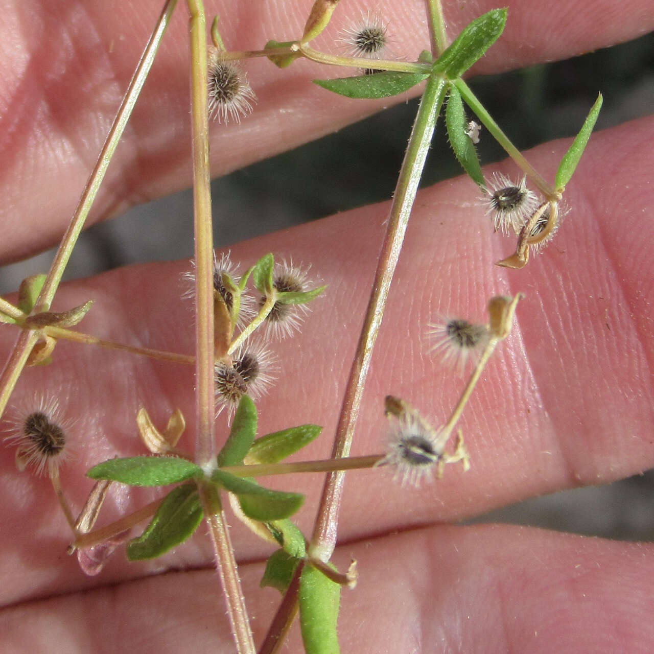 Image of limestone bedstraw