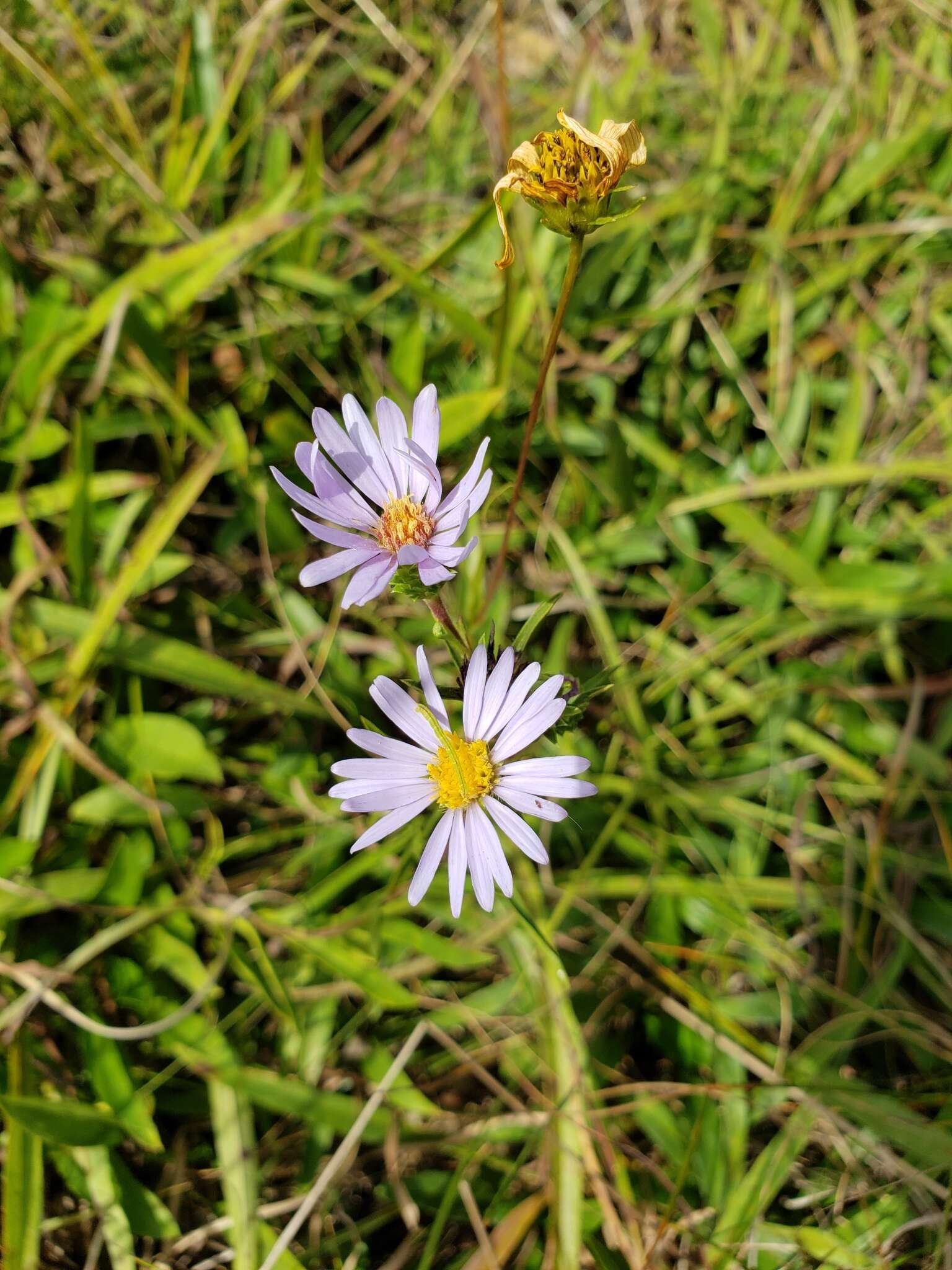 صورة Eurybia surculosa (Michx.) G. L. Nesom