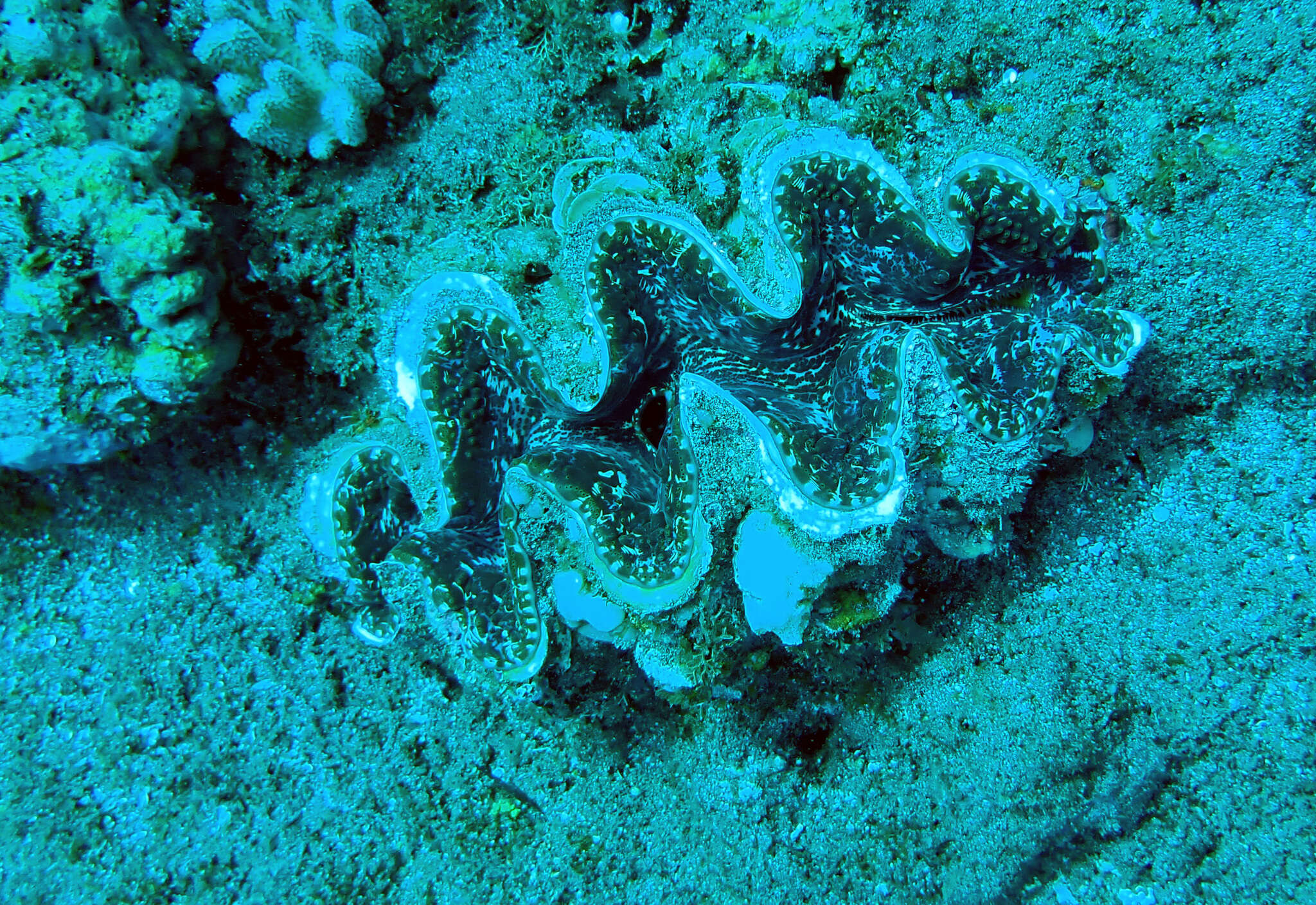 Image of Tridacna rosewateri Sirenko & Scarlato 1991