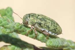 Image of Glyptoscelimorpha viridis Chamberlin 1931