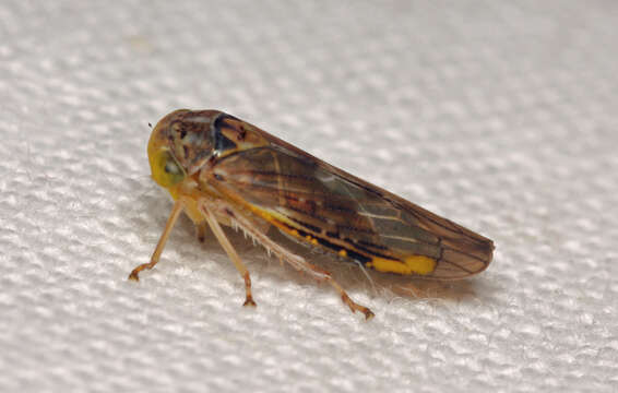 Image of Leafhopper