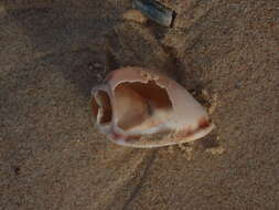 Image of Banded helmet shell