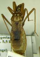Image of Reduvius testaceus (Herrich-Schaeffer 1848)