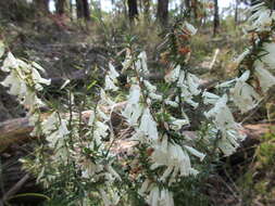 Plancia ëd Epacris impressa Labill.